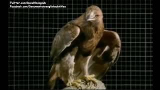 National Geographic Wild Birds of Prey ( Raptors, Hawks, Falcons ) | Documentary English S