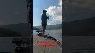 Punching grass N catching Bass on Lake Nickajack #bassfishing #fishing