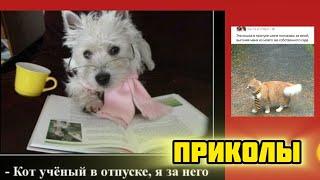 Кот учёный в отпуске смотри смешные картинки мемы котики приколы  