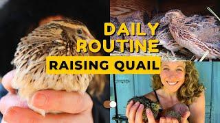 Daily Routine Raising Quail at Our Homestead