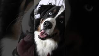 Nita the Bernese Mountain Dog - Outdoors? #berner #doglover #dogshorts