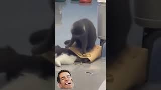 #ржач #смешновидео #pets #юмор #funny #приколы #смехпродлеваетжизнь #смешнойшортс