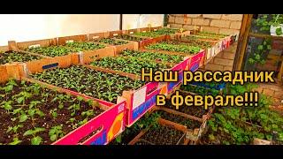 Наш рассадник в середине февраля! Что растет? Что Пикируется?