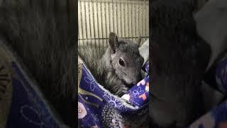 ASMR Miss Flower the Squirrel eating a blueberry in bed