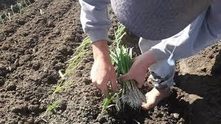 Plantaçao de cebola em santa Catarina