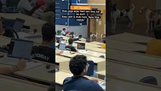 At midnight, Dogs enter the IITB classroom#iitbombay #iit #iit_motivation