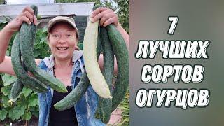 7 ЛУЧШИХ СОРТОВ И ГИБРИДОВ ОГУРЦОВ, КОТОРЫЕ ДАЮТ УРОЖАЙ ДО СЕРЕДИНЫ ОКТЯБРЯ! 18+