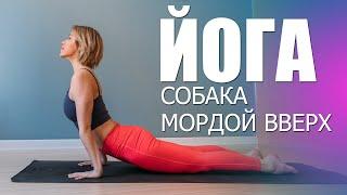 Собака мордой вверх – Позы йоги. Асана - Урдхва Мукха Шванасана. Йога для начинающих