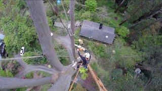 Dangerous Skills Cutting Big Tree Biggest Height || BIJOY DADA