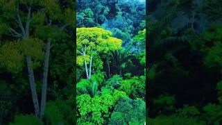 ভয়ানক ও অদ্ভুত আমাজন জঙ্গল।#jungle #jungle video #amazon #amazon video #amazon jungle video