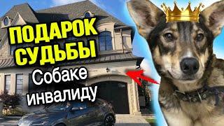 ВЕРНУЛИ неходячую собаку  Взамен она получила коттедж с бассейном и двойника | Кто забрал ЛАДУ?