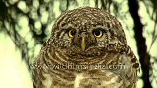 Mystery predator of the Himalaya: Collared Pygmy Owlet