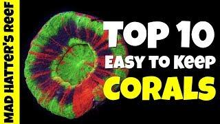 Top 10 Easy To Keep Corals