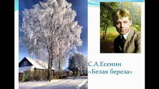 #ОнлайнСабак  Русская литература,7 класс: Сергей Есенин, “Белая береза”.