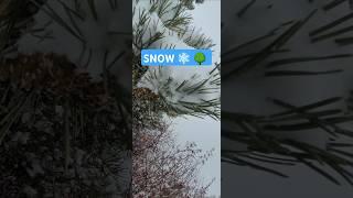 Snow ️ resting on the Pine Tree 