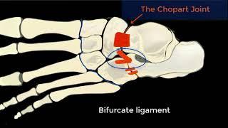 Ultrasound Midfoot Chopart Joint Ligament complex Part 2 Tutorial