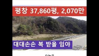 평창 37,860평, 2,070만 (대대손손 복 받을 임야)