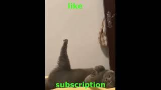 cats pt3 #cat #memes #india #youtubeshorts #youtube #funny #freefire #shorts #short #shortvideo