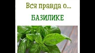 Базилик польза и вред для здоровья человека.Чем полезен базилик.Свойства базилика