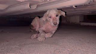 A little love makes a big difference - Vet Rami Awwad