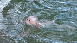 Wonderfully day :Tiny Baby Royston can swim & Take Bath By Kunthea Mom carefully ,lovely, happiness