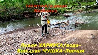 Рыбалка/Ловля ХАРИУСА на МУШКУ по большой ВОДЕ, на Дикой - Медвежьей /Звериный УГОЛ-угостил РЫБКОЙ!