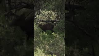 Hog Deer | Eastern Cape of South Africa
