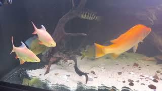 Quick tour of my home aquariums , Peacock Bass, Barramundi, Archer Fish, Cichlids, pleco’s breeding