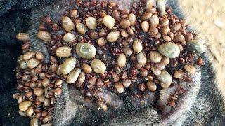 Protect Your Dog From Many Ticks Attacking - How We Can Remove All Ticks From Poor Dog Ep 32