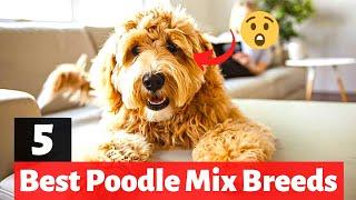 The 5 Best Poodle Mix Breeds for Seniors | Which Poodle Mix Breed is Best for you?