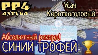 РР4. СИНИЙ! Трофей Усач Короткоголовый на реке Ахтуба! Абсолютный рекорд!