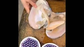 This is how pearls are extracted  #shorts