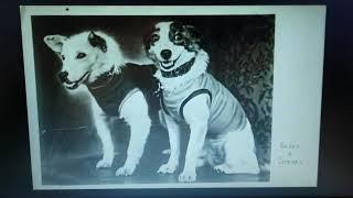 VID 20200411 WA0009