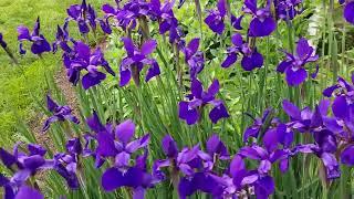 Siberian iris (Iris sibirica) update - final 5/23/2022