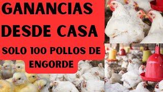 Cómo Generar Ganancias con 100 Pollos en Casa