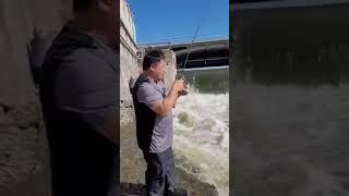 MONSTER wiper fishing  #wiper#hybridwhitebass