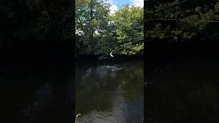 Salmo the leaper 