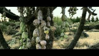 Once at Arizona Desert ...