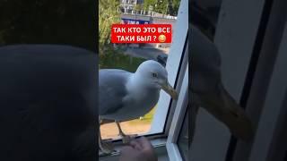 Я погладила гуся