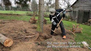 Wie man einen Baum mit Wurzel entfernt.