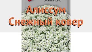 Алиссум обыкновенная Снежный ковер  обзор: как сажать, семена алиссума Снежный ковер