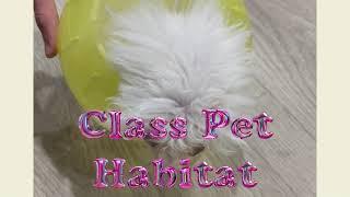 Class Pet Habitat Digital Storytelling Example
