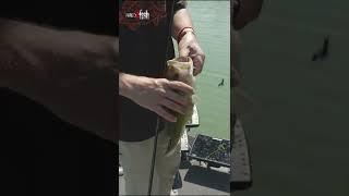 What's The Craziest Thing You Ever Pulled From a Bass's Mouth?? #shorts