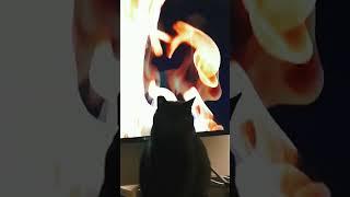 Наш домашний кот Бегемот  Послезавтра  новое видео о Петербурге! #рек #кот #мастеримаргарита #спб