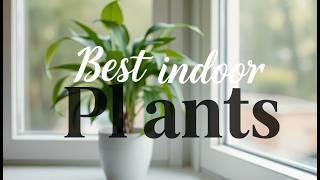 15 Best Indoor Plants for Small Spaces | Perfect Plants for Tiny Rooms