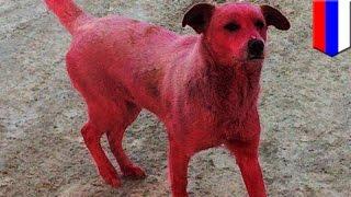 Stray dog dyed pink in Russia sparked public outrage - TomoNews