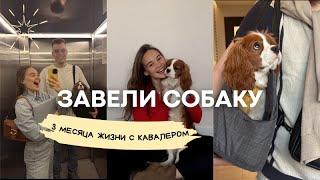 Мы завели собаку. 3 месяца жизни с Кавалер Кинг Чарльз спаниелем