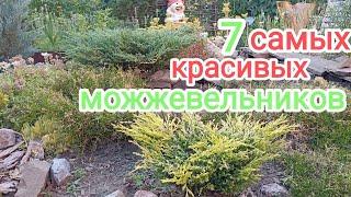 САМЫЕ. КРАСИВЫЕ МОЖЖЕВЕЛЬНИКИ! ОБЗОР!