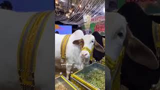 ️#cow #cattleworld #onthisday #cattlecraze #bull #love #animals #cowlover #mkd #dairyfarm #mandi
