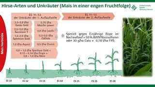 Unkräuter und Ungräser im Mais, Frühjahr 2021, LKSH